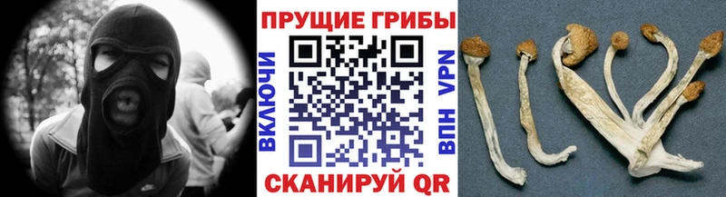 Псилоцибиновые грибы мухоморы  купить  цена  Александров 